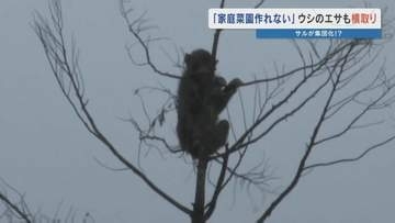 「サルは頭が良かもん…」罠にかからない“神出鬼没”の集団と人間の知恵比べ 終わらないイタチごっこの実態