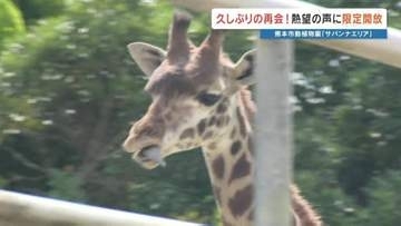 「キリンが見たい」ファンの声に熊本市動植物園が神対応！　リニューアル工事の予定を曲げてまで実現した“期間限定公開”　少し大きくなったキリンの心夏に「久しぶりだなぁ」