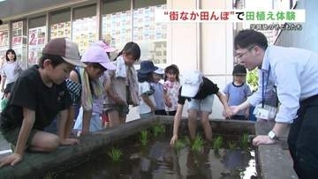 「もちもちしてる」“街なか田んぼ”で田植え体験