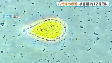 【赤潮被害】魚44万匹死滅 被害額12億円に拡大 終息見通せず　熊本・八代海