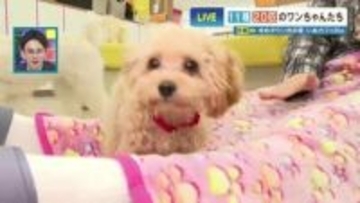 犬飼えないけど触れ合いたい…“11種20匹” 赤ちゃんわんこだらけのモフモフ天国　日々の疲れを吹き飛ばす“犬まみれ”空間