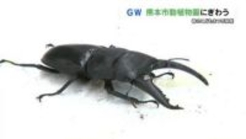 ゴールデンウィークのにぎわい　熊本市動植物園では春のこどもまつり　スペシャルガイドも