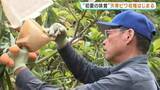 「「糖度も乗り、これからが本番」初夏の味覚 “天草ビワ”の収穫始まる　晴天続きで一気に甘く　熊本・苓北町」の画像1