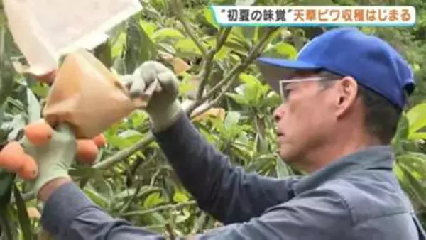 「糖度も乗り、これからが本番」初夏の味覚 “天草ビワ”の収穫始まる　晴天続きで一気に甘く　熊本・苓北町