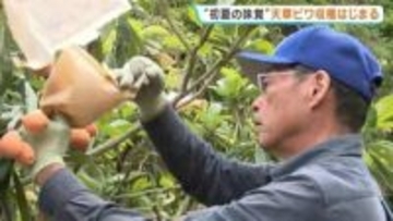 「糖度も乗り、これからが本番」初夏の味覚 “天草ビワ”の収穫始まる　晴天続きで一気に甘く　熊本・苓北町