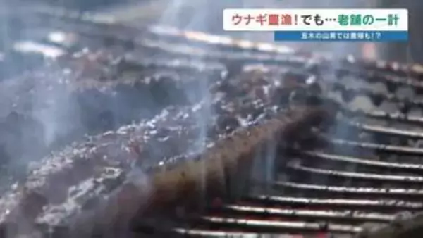 【最新ウナギ事情】豊漁なのに…物価高で価格据え置きの台所事情　熊本・五木村の清流で始まった"山奥の養殖"