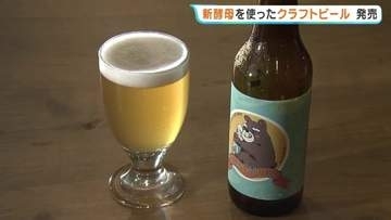 【数量限定】大学が作ったビール！？　苦味の後にフルーティーな香り　熊本大学がクラフトビール販売　1本900円　芦北町の醸造所と連携