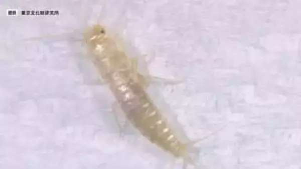 1匹見かけたら、3年後には2万匹に…爆発的繁殖力「ニュウハクシミ」の生態　文化財をむしばむ小さな脅威