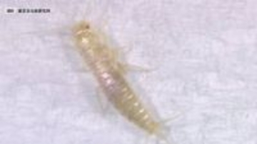 1匹見かけたら、3年後には2万匹に…爆発的繁殖力「ニュウハクシミ」の生態　文化財をむしばむ小さな脅威