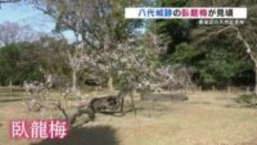 江戸の世から約400年…城跡に咲く『臥龍梅』今年も見頃　「枯れるのでは」心配受けるも2年前から回復　熊本・八代市