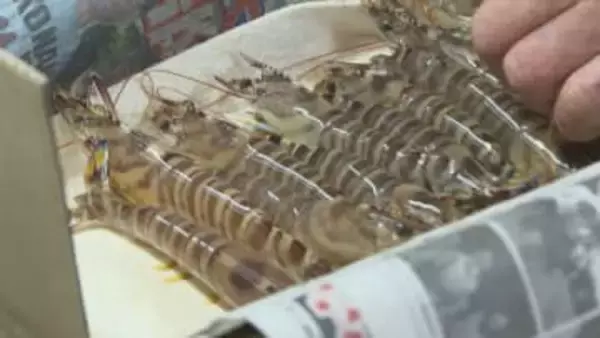 おせち料理やお歳暮の贈答用に　上島町生名島「いきな車えび」出荷最盛期【愛媛】