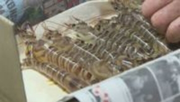 おせち料理やお歳暮の贈答用に　上島町生名島「いきな車えび」出荷最盛期【愛媛】