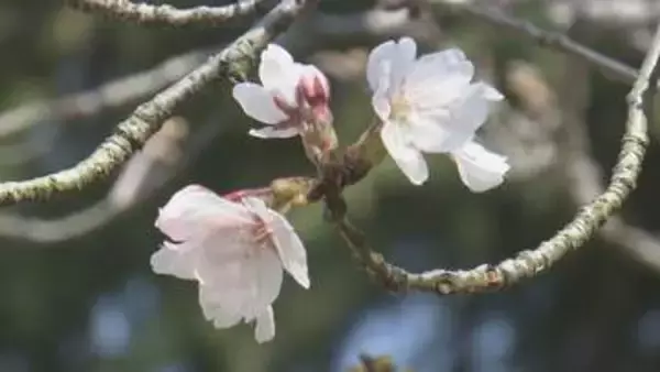 松山にも桜の便り、松山地方気象台が「サクラ開花」発表 平年並み 去年より1日早く