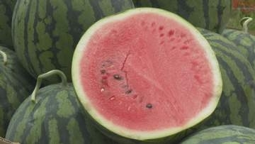 減農薬栽培の「エコラブスイカ」収穫ピーク、玉太りよく甘味の強い仕上がり 愛媛・大洲市