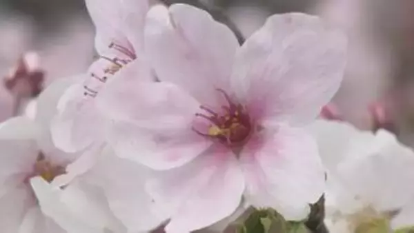 500メートルのピンクのトンネル！石手川沿い、岩堰のサクラ並木が満開 愛媛・松山市