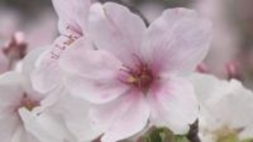 500メートルのピンクのトンネル！石手川沿い、岩堰のサクラ並木が満開 愛媛・松山市