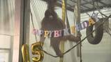 「今月インドネシアからとべ動物園に仲間入り、オランウータン・ジェニファーが15歳に」の画像1