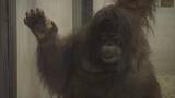 「とべ動物園の「ボルネオオランウータン」繁殖プロジェクト、クラファン開始から1か月足らずで第一目標1000万円達成」の画像1