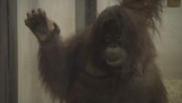 とべ動物園の「ボルネオオランウータン」繁殖プロジェクト、クラファン開始から1か月足らずで第一目標1000万円達成