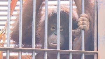 初めての“揃い踏み” ボルネオオランウータンのジェニファーとハヤト 一緒の姿を初公開【愛媛】
