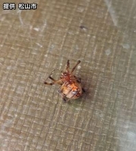 松山で特定外来生物の「ハイイロゴケグモ」を初確認【愛媛】