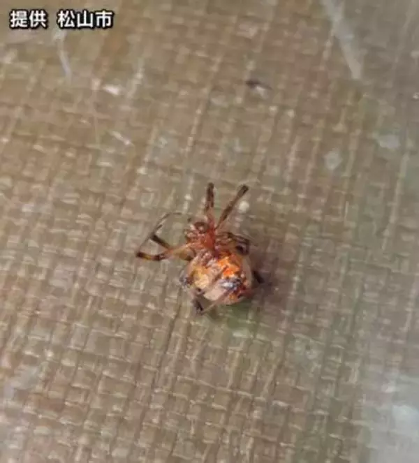 松山で特定外来生物の「ハイイロゴケグモ」を初確認【愛媛】