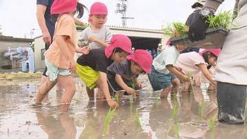 幼稚園児が田植えに挑戦！田んぼに元気な声、泥だらけで農業に親しむ 愛媛・松前町