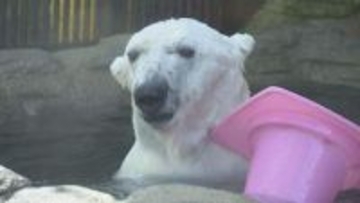 「快方に向かうよう温かく見守って」体調不良で公開中止の白くまピース、投薬治療つづけ現在は安定