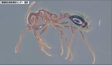 県内で初の確認 松山市で要緊急対処特定外来生物の「ヒアリ」を発見【愛媛】
