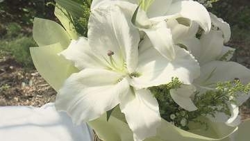 5月10日「母の日」を前に ユリの収穫盛ん、例年通り大ぶりで高品質な仕上がり