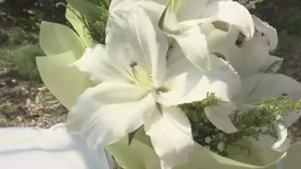 5月10日「母の日」を前に ユリの収穫盛ん、例年通り大ぶりで高品質な仕上がり