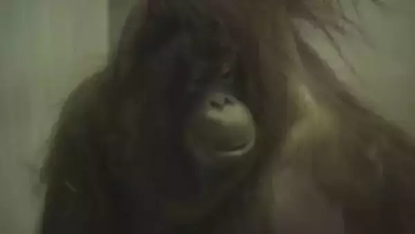 とべZOOに仲間入り！オランウータン・ジェニファーの一般公開に長い行列、パートナー候補・ハヤトは複雑な表情で