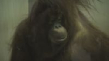 とべZOOに仲間入り！オランウータン・ジェニファーの一般公開に長い行列、パートナー候補・ハヤトは複雑な表情で