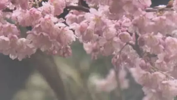 愛媛で久々のまとまった雨、松山は半年ぶりに雨量50ミリ超えるも…一気に水不足解消とはならず