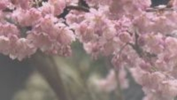 愛媛で久々のまとまった雨、松山は半年ぶりに雨量50ミリ超えるも…一気に水不足解消とはならず