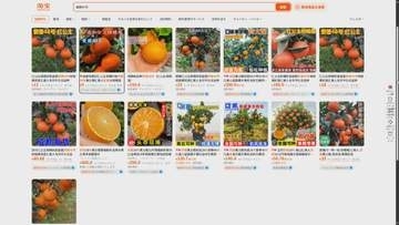愛媛県が20年かけて開発『紅プリンセス』中国に流出か、県が事実確認進める