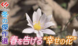 「【冬の傑作選】雪深き久万高原へ、春の到来を告げる「幸せの花」を探して」の画像1
