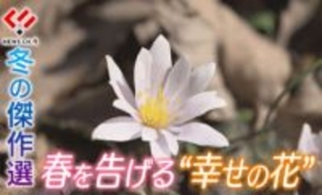 【冬の傑作選】雪深き久万高原へ、春の到来を告げる「幸せの花」を探して
