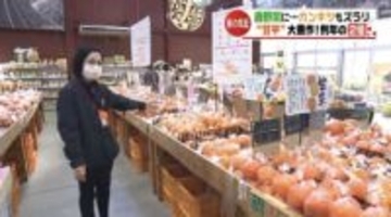 柑橘ソムリエが今注目の「甘平」は大豊作！春野菜にイチゴ、松山の産直市にも春の気配