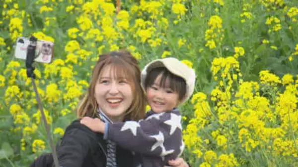 国道196号・海沿い一面に「黄色いじゅうたん」伊予市双海の菜の花畑は春の気配