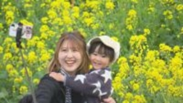 国道196号・海沿い一面に「黄色いじゅうたん」伊予市双海の菜の花畑は春の気配