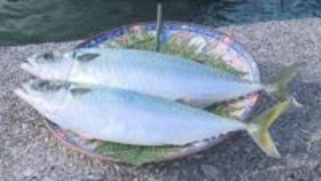 価格はマダイの2倍以上！ “完全養殖”のマサバ初出荷【愛媛】