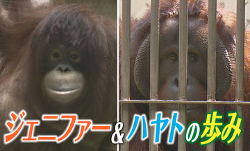国境を越えてペア誕生！オランウータンのジェニファーとハヤト、本格顔合わせへ ２頭の軌跡