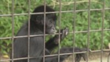 とべ動物園のコロンビアクロクモザル「クロ」死ぬ 前身の道後動物園生まれ42歳