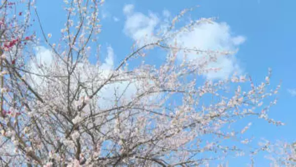 10品種400本の梅の木が植えられる名所・綱敷天満神社で梅の花が見ごろ 愛媛・今治市