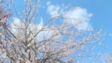 10品種400本の梅の木が植えられる名所・綱敷天満神社で梅の花が見ごろ 愛媛・今治市