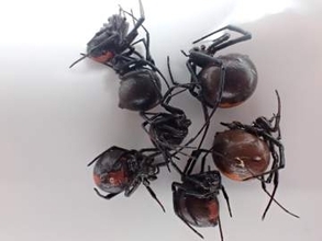 西条市・東予運動公園で特定外来生物「セアカゴケグモ」確認・駆除【愛媛】