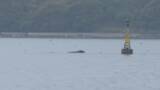 「宇和海はクジラのレストラン!?　宇和島市沖できょうもクジラ1頭確認　県が航行船舶に注意呼びかけ【愛媛】」の画像1