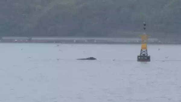 宇和海はクジラのレストラン!?　宇和島市沖できょうもクジラ1頭確認　県が航行船舶に注意呼びかけ【愛媛】