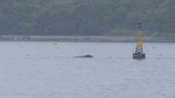 宇和海はクジラのレストラン!?　宇和島市沖できょうもクジラ1頭確認　県が航行船舶に注意呼びかけ【愛媛】